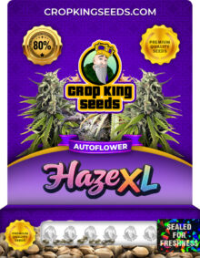 Haze XL Strain