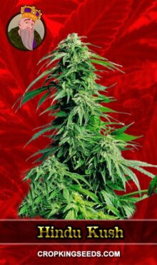 Hindu Kush