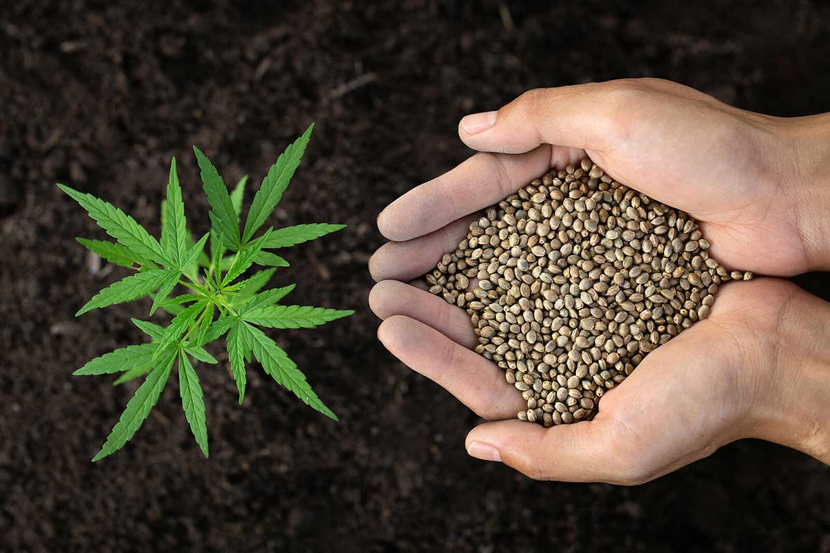 grow marijuana successfully