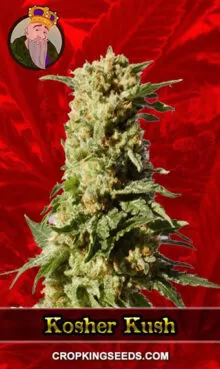 Kosher Kush