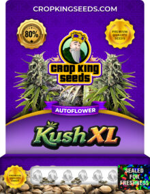 Kush XL Strain