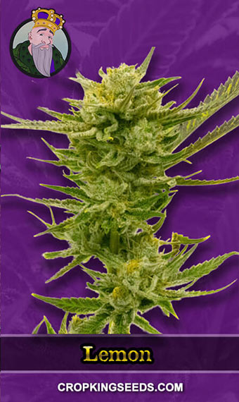 Buy Lemon Strain Autoflower Marijuana Seeds | Crop King Seeds