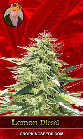 Buy Lemon Diesel Strain Feminized Marijuana Seeds | Crop King Seeds