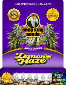 Lemon Haze