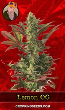 Lemon OG Strain