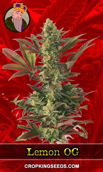 Lemon OG Strain