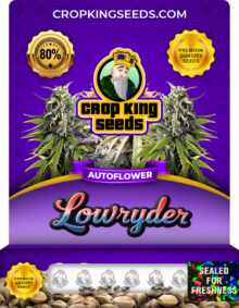 Lowryder Strain