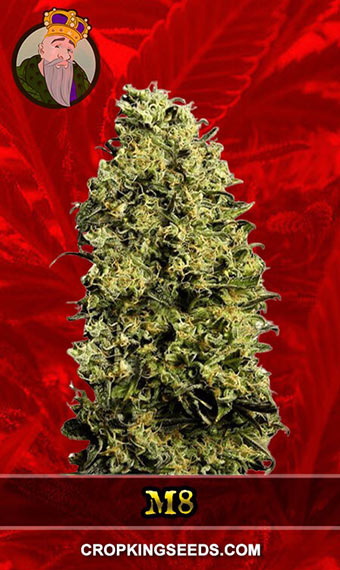 Buy M8 Strain Feminized Marijuana Seeds | Crop King Seeds