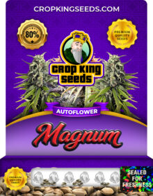 Magnum Strain
