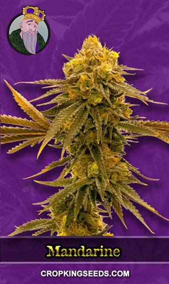 Mandarine Strain