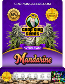 Mandarine Strain