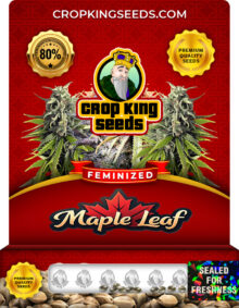Maple Leaf Strain