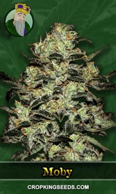 Moby Strain