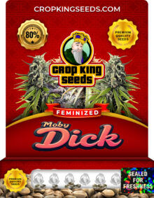 Moby Dick Strain