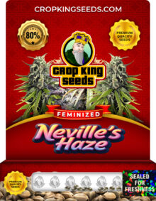 Neville's Haze Feminized Marijuana Seeds