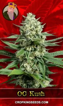 OG Kush