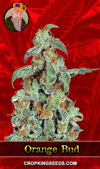 Orange Bud Strain