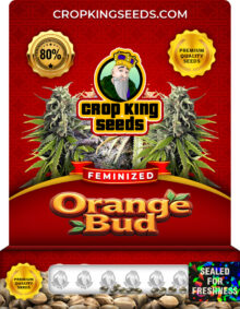 Orange Bud Strain