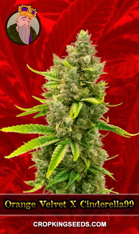 BUY Orange Velvet X Cinderella99 Feminized Marijuana Seeds