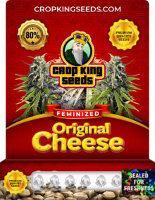 Original Cheese Strain