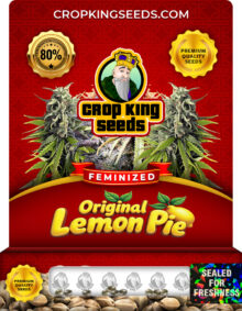 Original Lemon Pie Strain