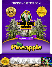 Pineapple Strain