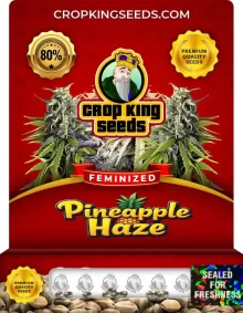 Pineapple Haze Feminized