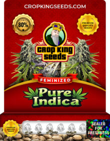 Pure Indica Strain