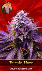 Purple Haze