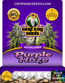 Purple Haze