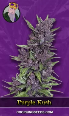 Purple Kush