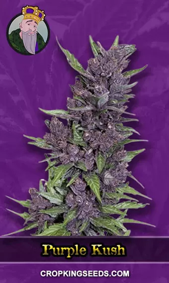 Marijuana Seeds USA | Cannabis Seeds | Crop King Seeds