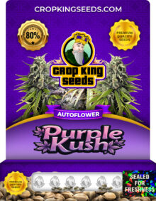 Purple Kush