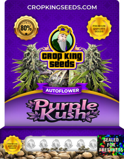 Purple Kush