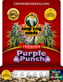 Purple Punch Strain