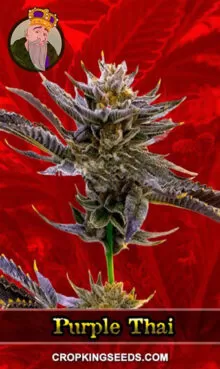 Purple Thai Strain