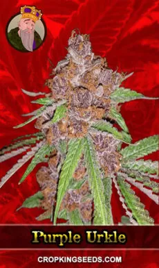 Purple Urkle Strain