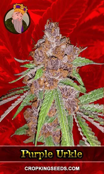 Purple Urkle Strain