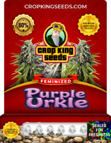 Purple Urkle Strain