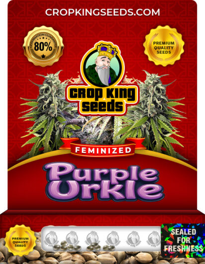 Purple Urkle Strain