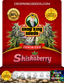 Shiskaberry Strain