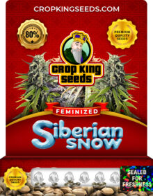 Siberian Snow Strain
