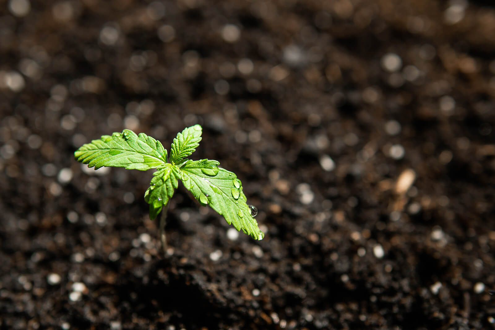 Best soil for growing marijuana