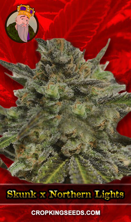 BUY Skunk X Northern Lights Fast Version Fem Marijuana Seeds