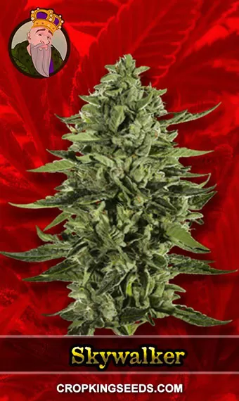 Skywalker Strain