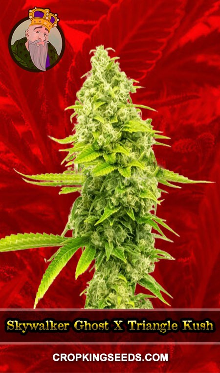 BUY Skywalker Ghost X Triangle Kush Fem Marijuana Seeds