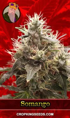 Somango Strain