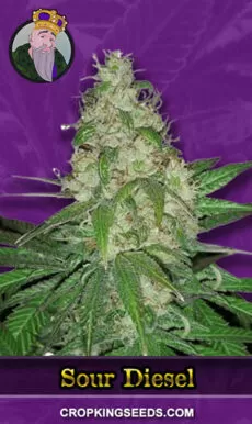 Sour Diesel Strain