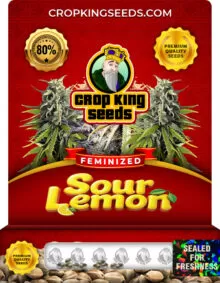 Sour Lemon Strain