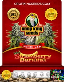 Strawberry Banana Strain